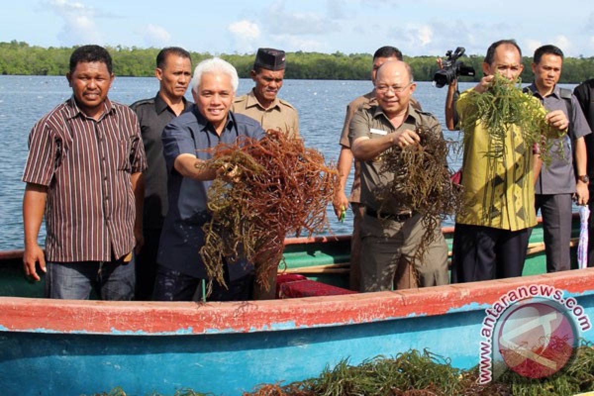 Panen Rumput Laut Antara News