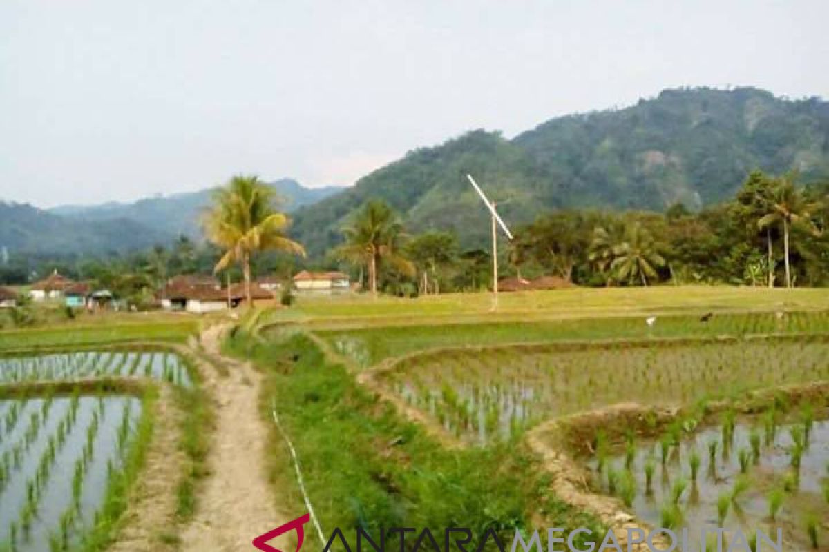 Dua Hektare Sawah Di Kota Sukabumi Kekeringan ANTARA News Megapolitan