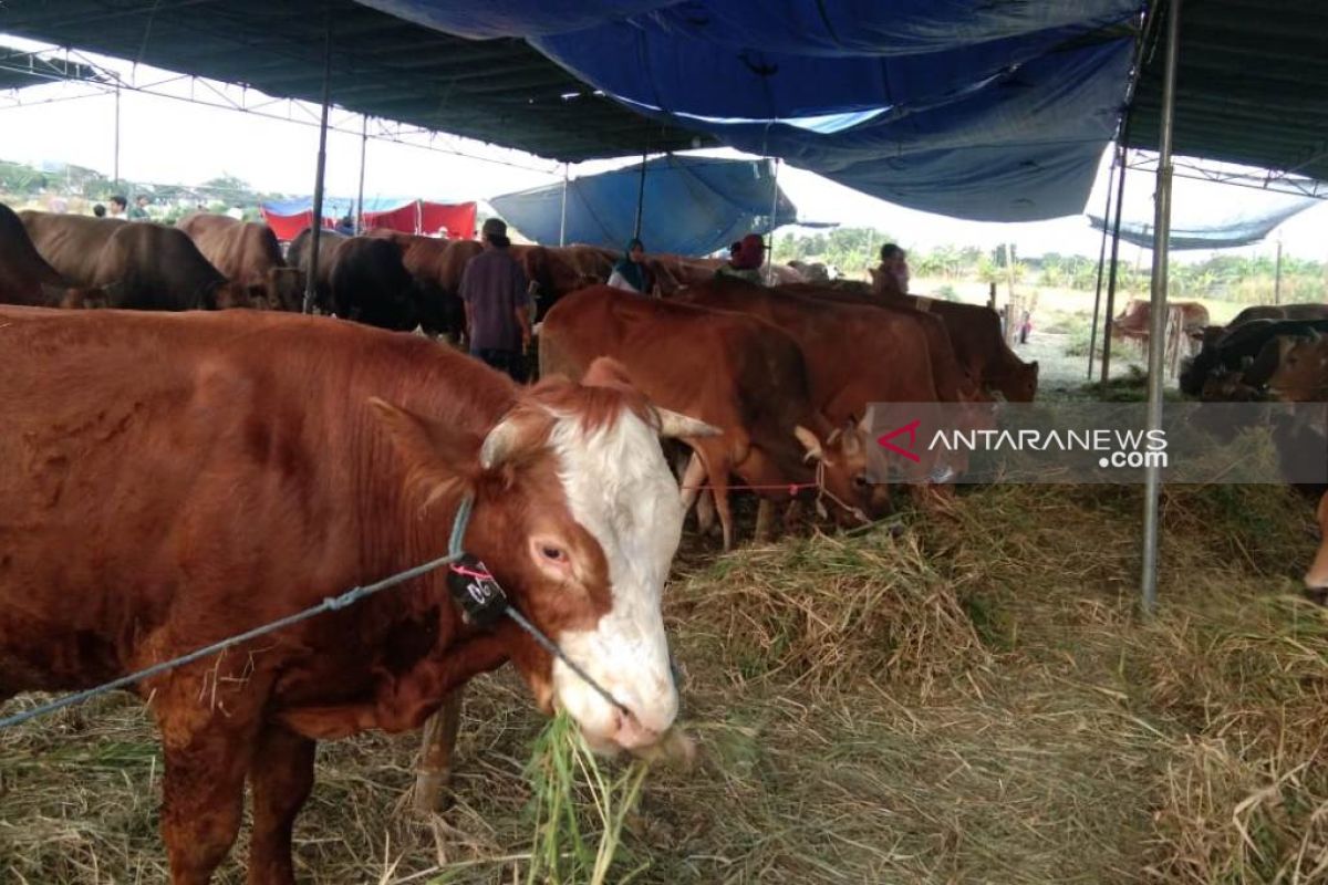 Jelang Idul Adha Pedagang Hewan Kurban Bermunculan Di Surabaya