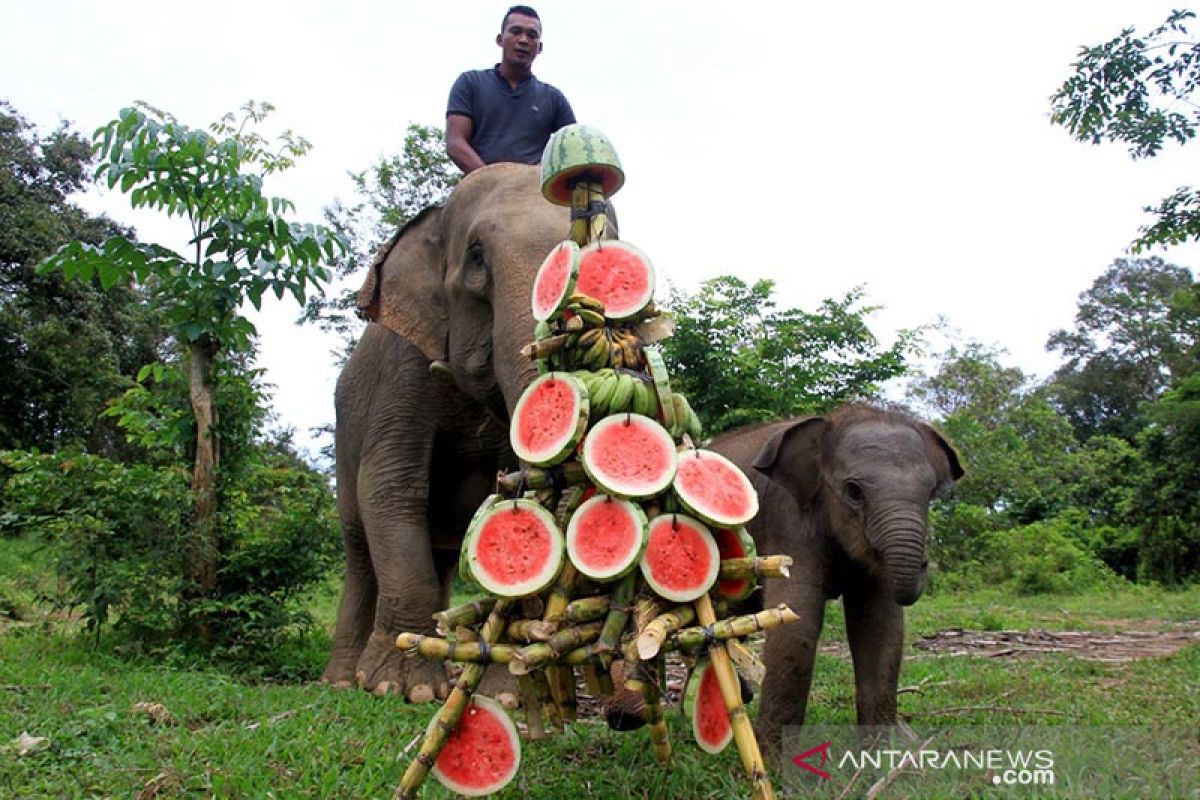 Perayaan Kelahiran Gajah Jinak Di Aceh Barat ANTARA News Aceh