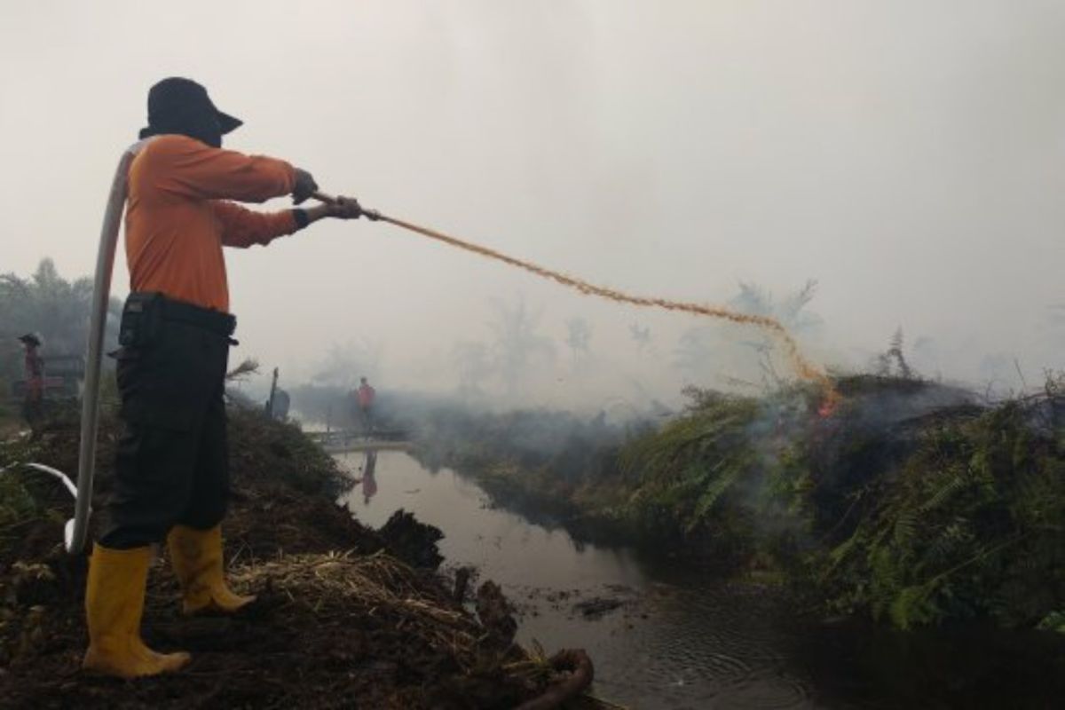 Warsi 126 Ribu Hektare Hutan Dan Lahan Telah Hangus Terbakar ANTARA