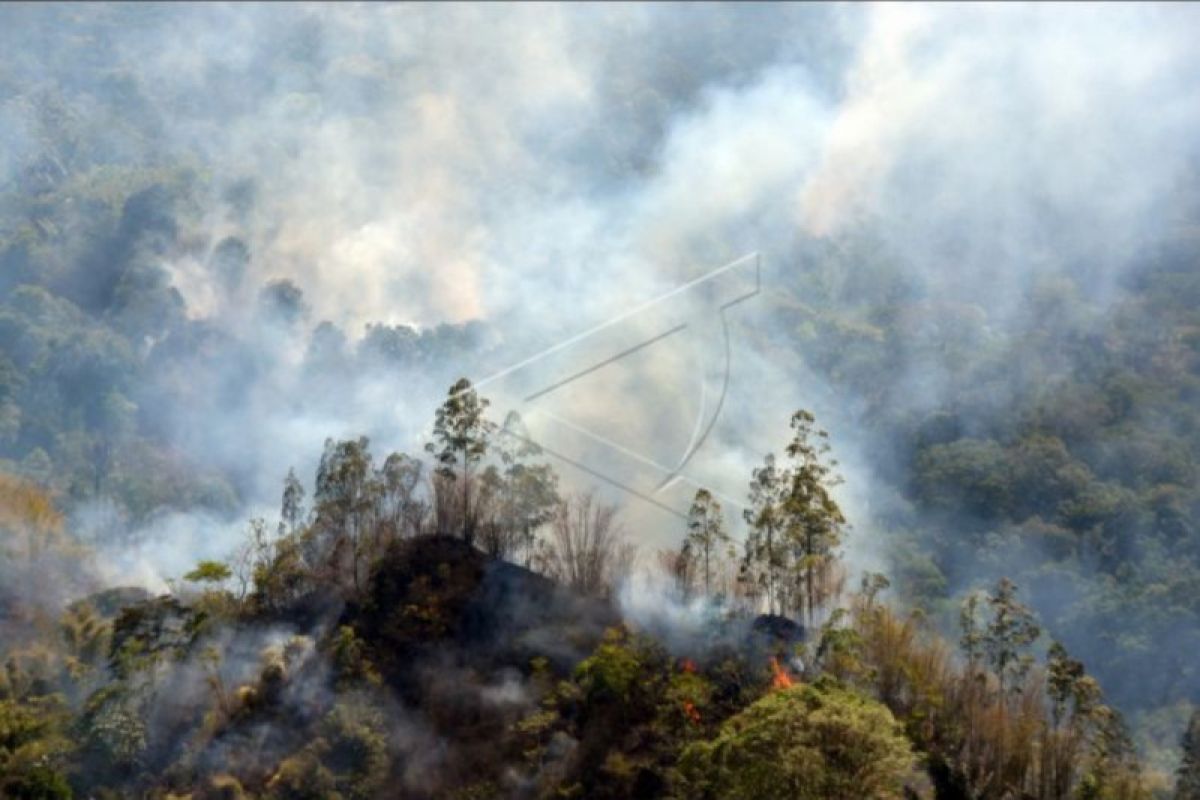 Kebakaran Hutan Dan Lahan Di Kintamani Antara News Bali