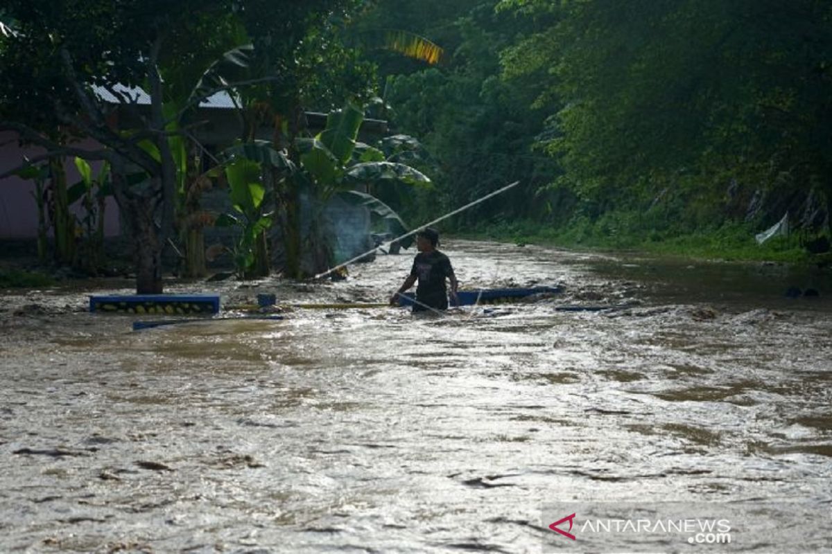 Sungai Bone Meluap Ternak Hanyut Sawah Di Pinogu Terendam Antara