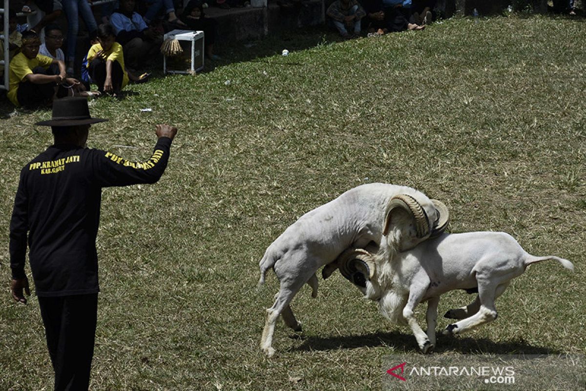 Tradisi Adu Domba Garut ANTARA News Jawa Barat