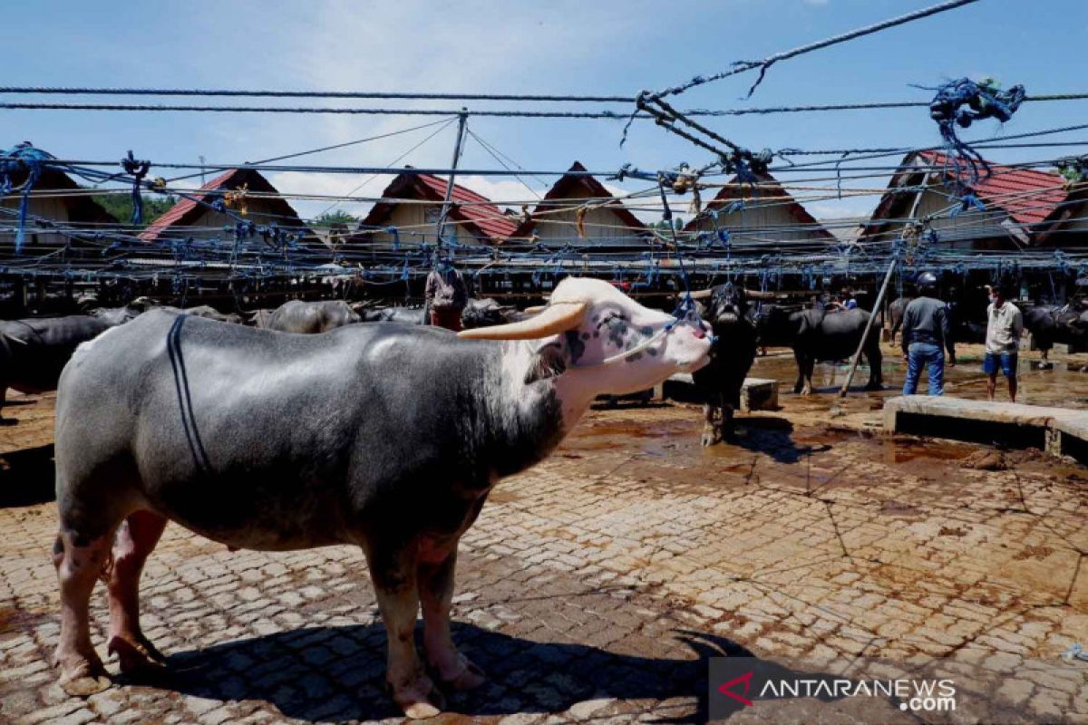 Pasar Kerbau Toraja ANTARA News