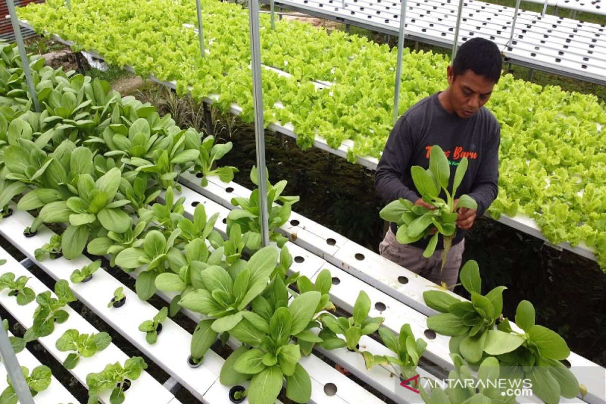 BUDIDAYA SAYUR HIDROPONIK ANTARA News Sulawesi Tenggara ANTARA News