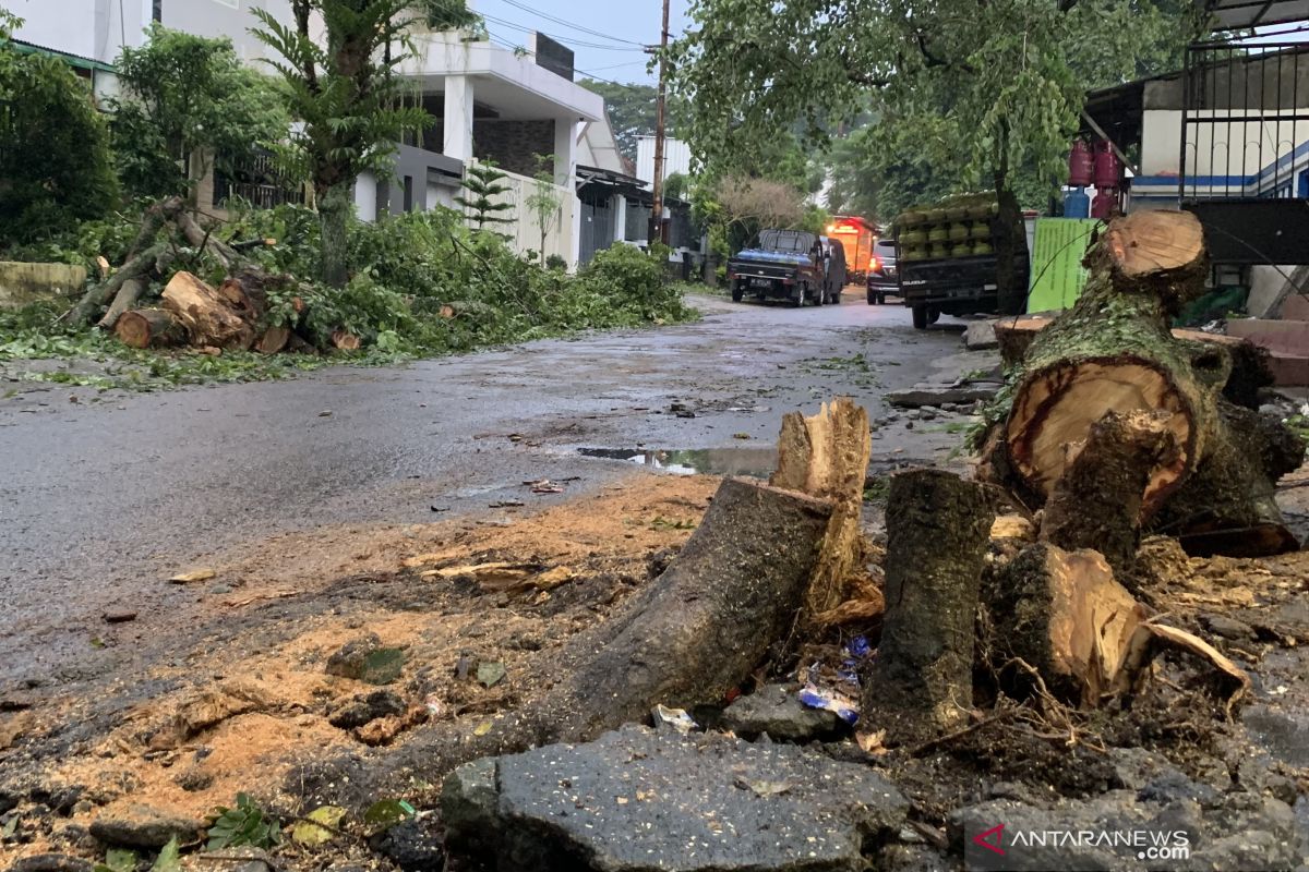 Hujan Deras Disertai Angin Kencang Tumbangkan Sejumlah Pohon Di Kota