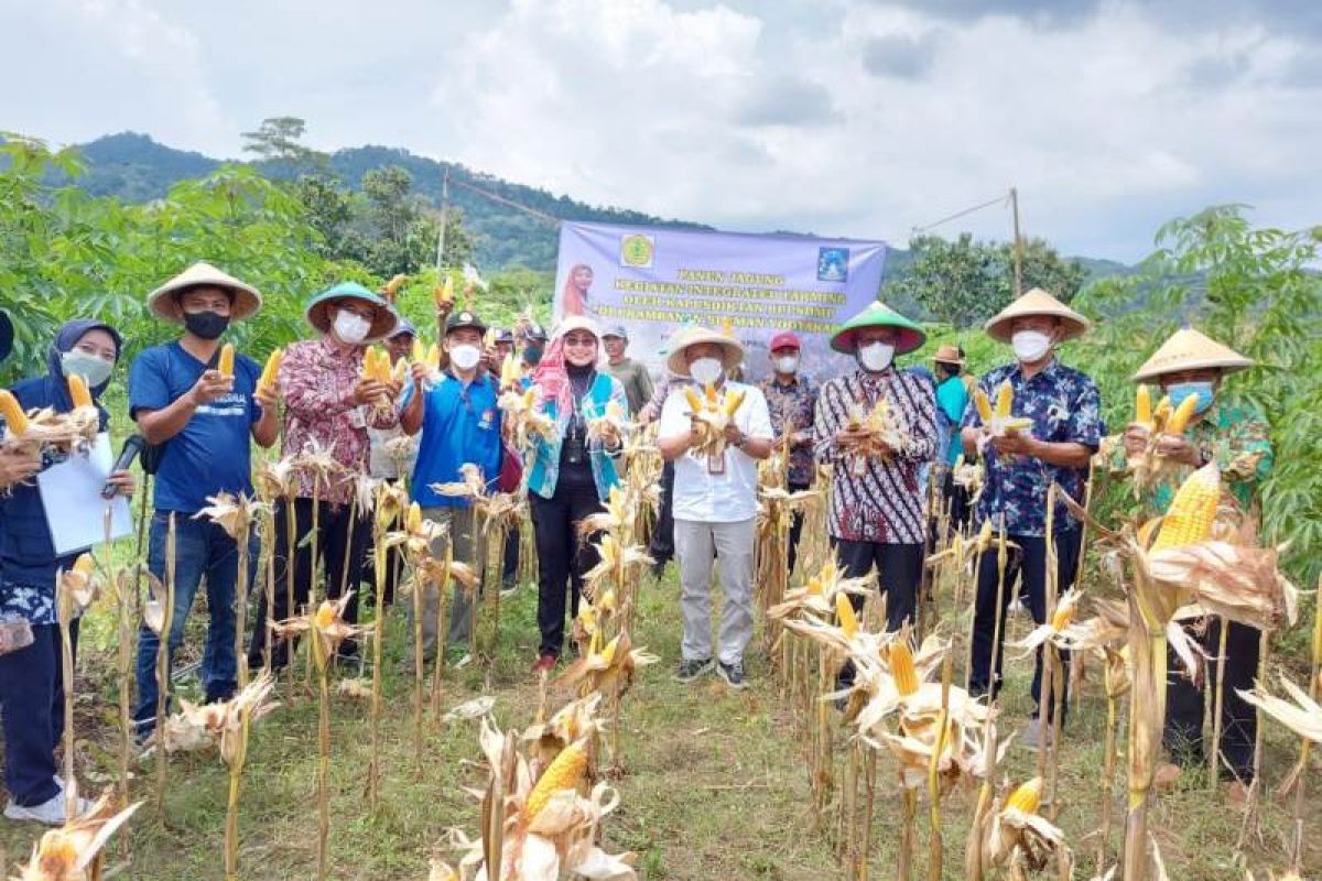 Kementan Bersama Pemkab Sleman Panen Jagung Integrated Farming