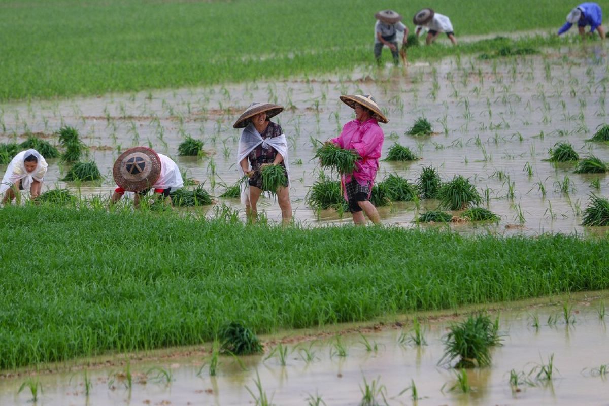 Ilmuwan Temukan Gen Untuk Tanaman Padi Yang Lebih Tahan Panas ANTARA News