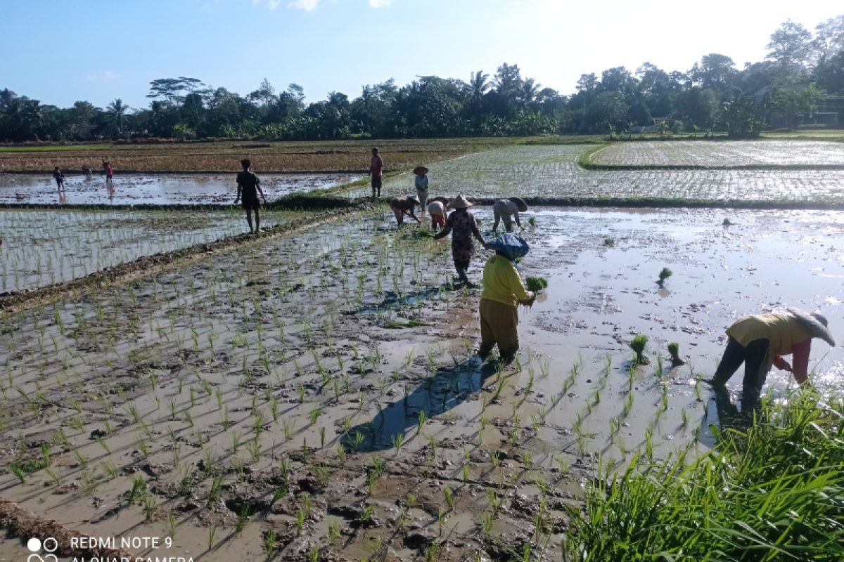 Petani Lebak Mulai Tanam Padi Guna Genjot Produksi Pangan ANTARA News