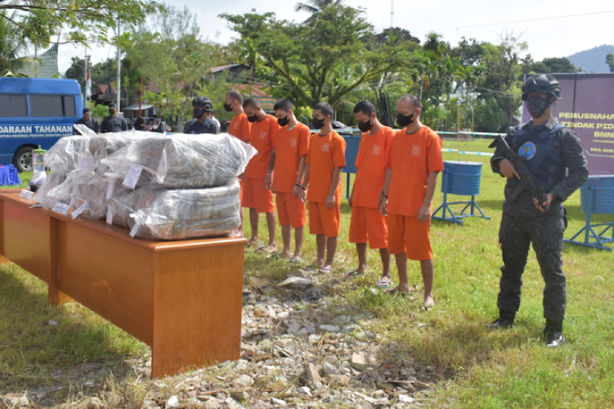 Bnnp Sumbar Musnahkan Kg Barang Bukti Ganja Kering Antara News