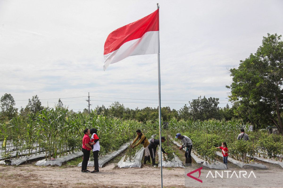 Panen Cabai Dan Bawang Merah Di Lahan Gambut Kalimantan Tengah Antara