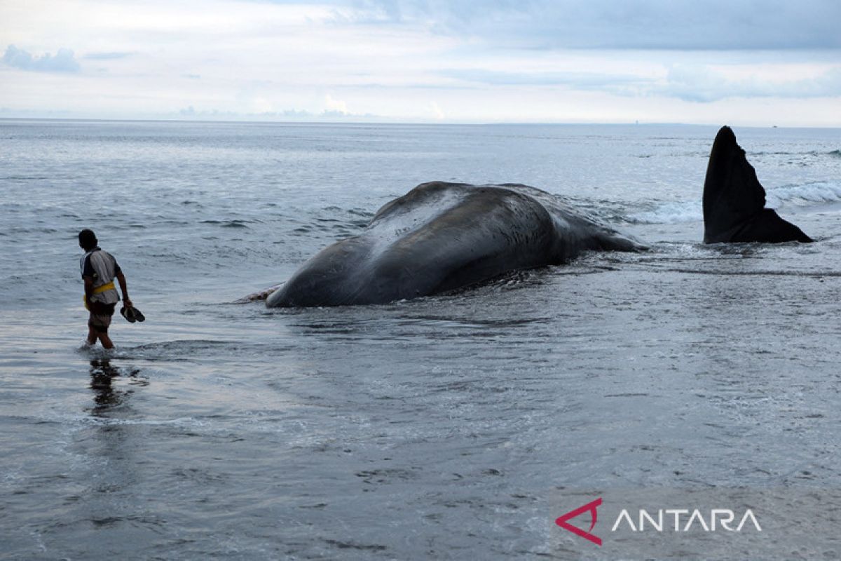 Paus Sperma Terdampar Di Pantai Yeh Malet Bali Antara News