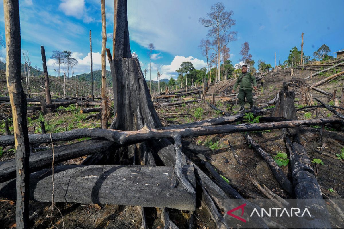 Ladang Ilegal Di Kawasan Penyangga Taman Nasional Bukit Tigapuluh Jambi