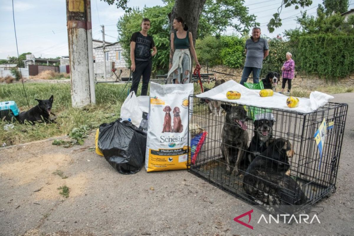 Evakuasi Hewan Dari Banjir Di Kherson Antara News