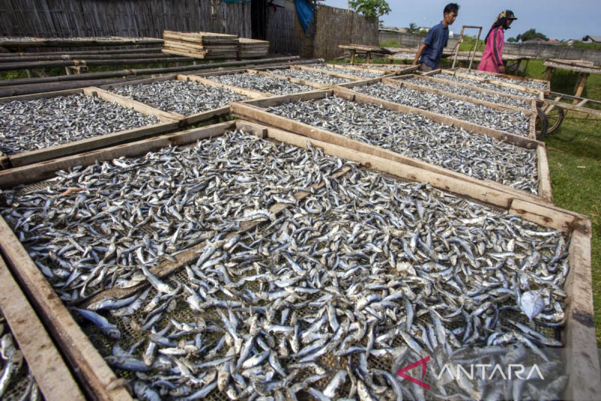 Produksi Ikan Kering Antara News Jawa Barat