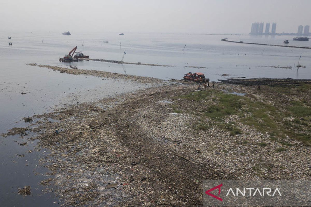 Pembersihan Sampah Di Hutan Mangrove Muara Angke Antara News