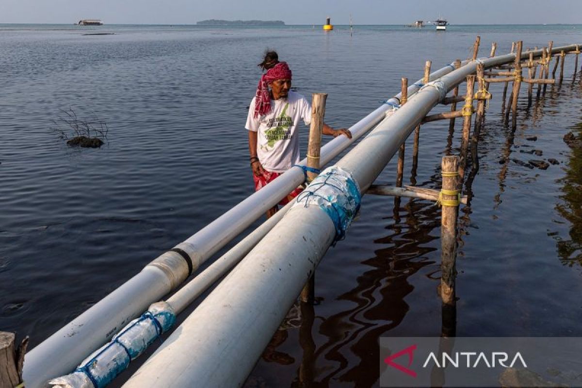 Kerusakan Lingkungan Akibat Tambak Udang Di Karimunjawa Antara News