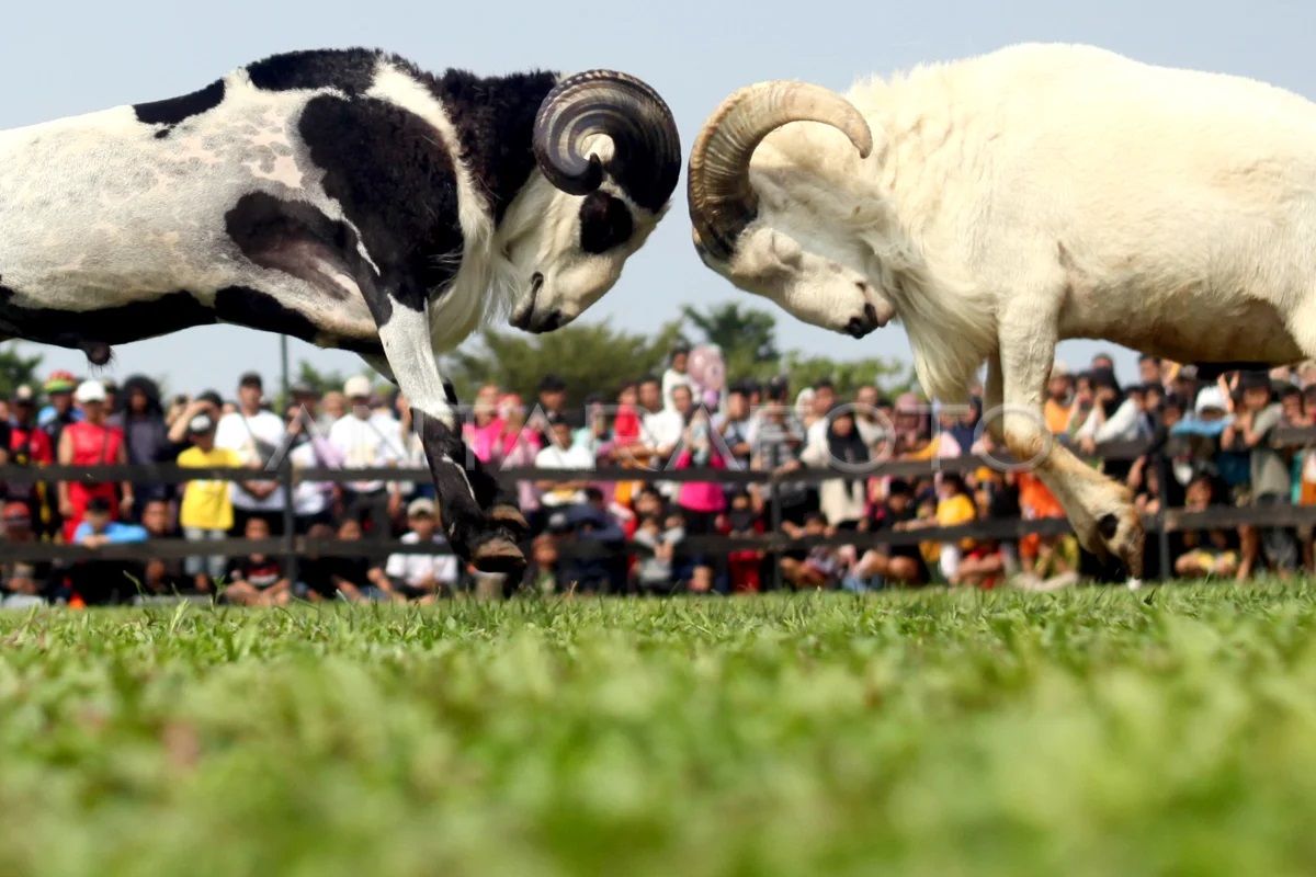 Festival Adu Ketangkasan Domba Garut Antara News Megapolitan