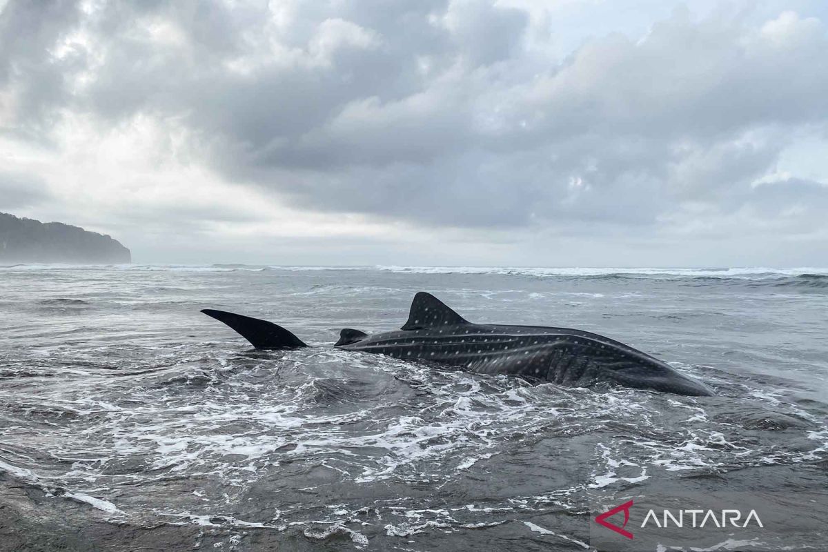 Seekor Hiu Paus Terdampar Di Pantai Parangtritis ANTARA News