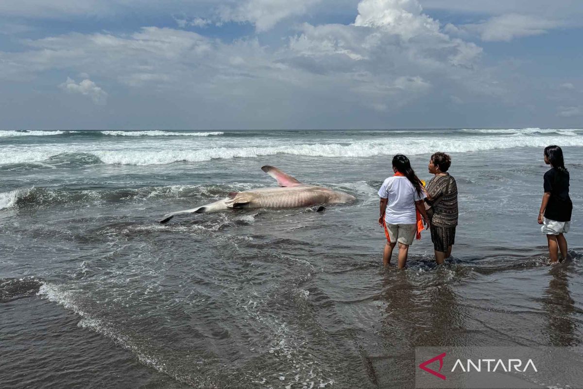 Seekor Hiu Paus Terdampar Di Pantai Parangtritis ANTARA News