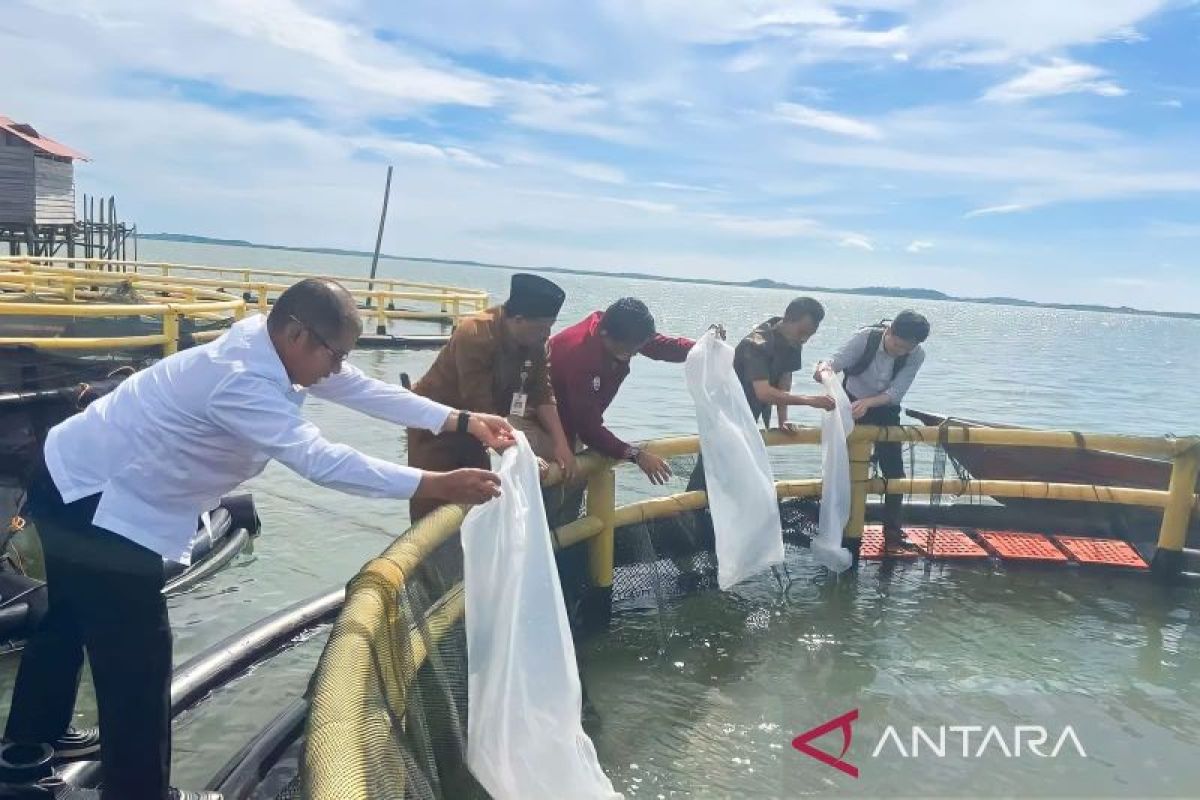 Mengenal Kampung Budi Daya Perikanan Laut Berbasis Koperasi Di Bintan