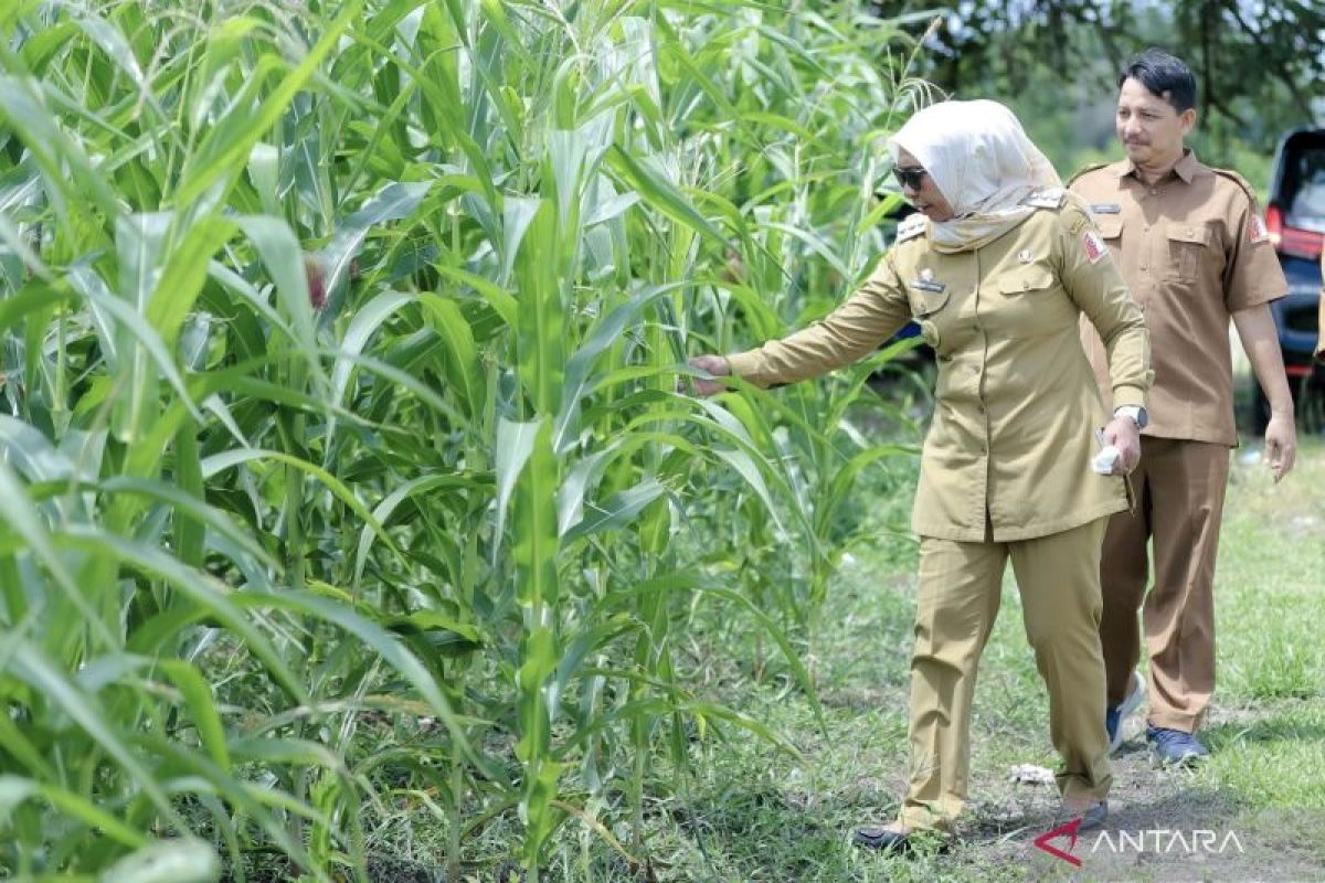 Pemkab Nagan Raya Aceh Tanam Jagung Untuk Bantu Pakan Ternak Petani