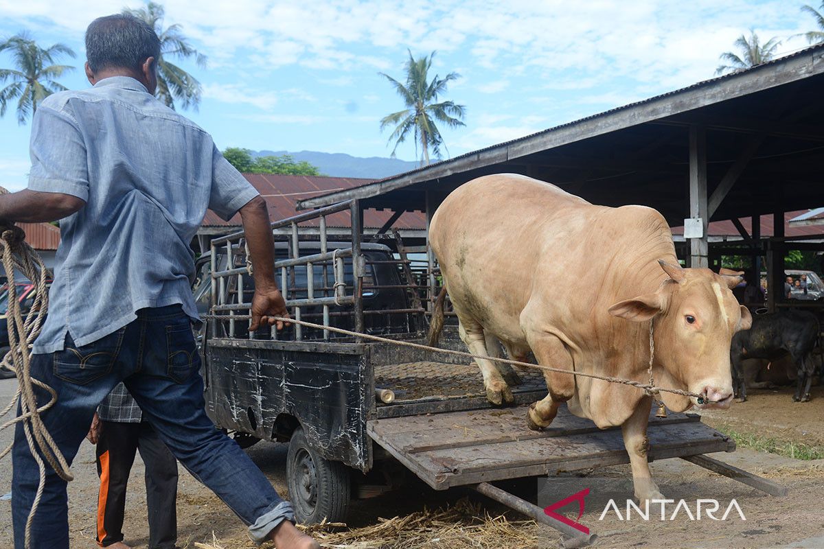 FOTO Ketersediaan Hewan Kurban Untuk Idul Adha ANTARA News Aceh