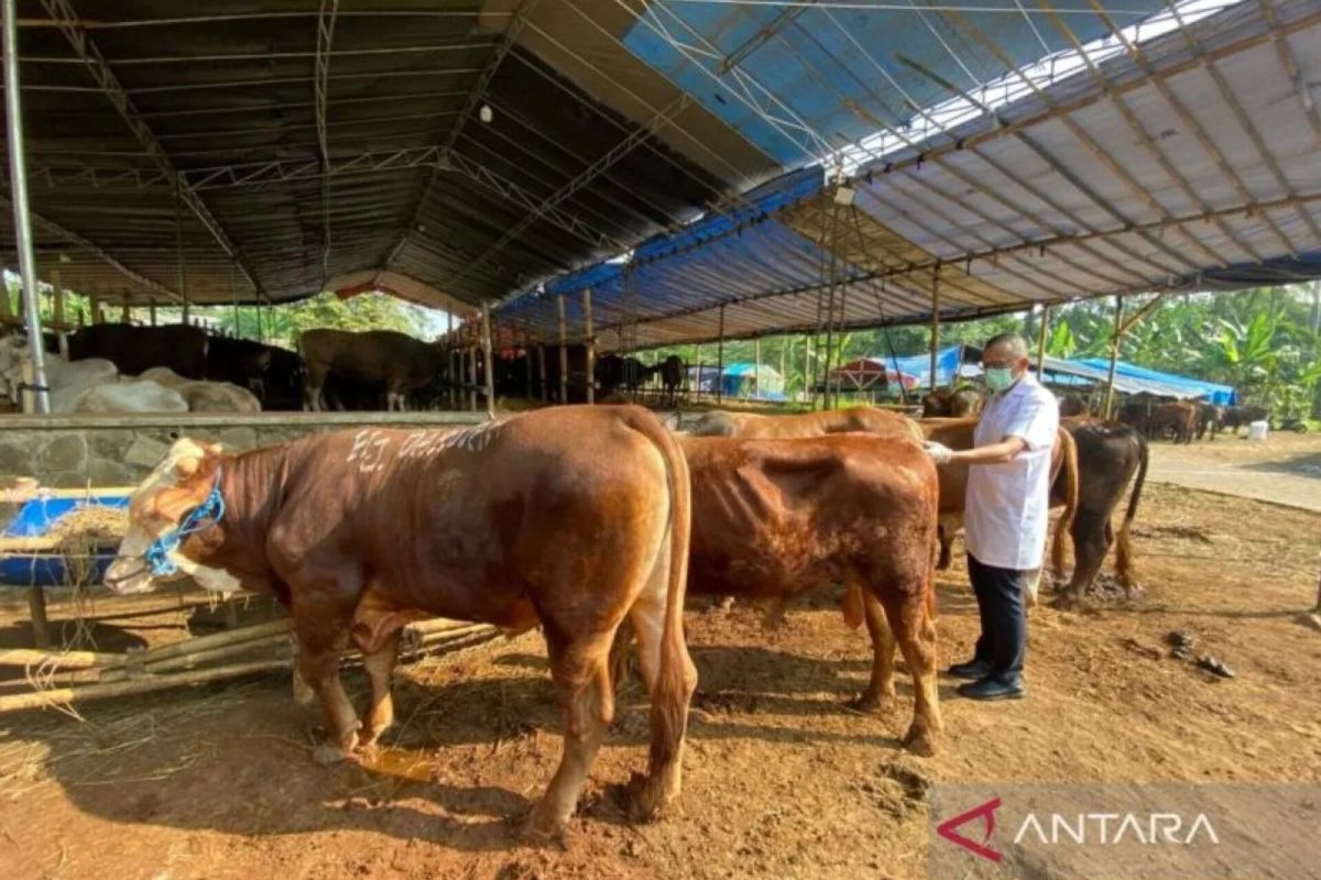 Jakarta Selatan Periksa Status Kesehatan Belasan Ribu Hewan Kurban