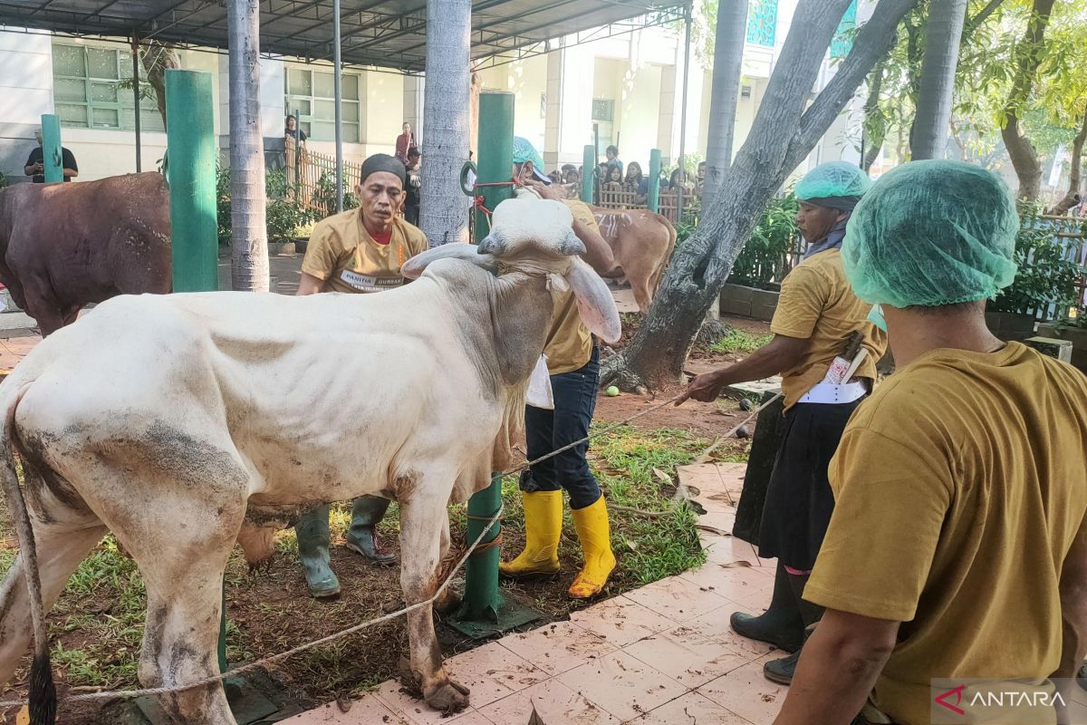 JIC Sembelih 91 Hewan Kurban Untuk Dibagikan Kepada 9 000 Orang