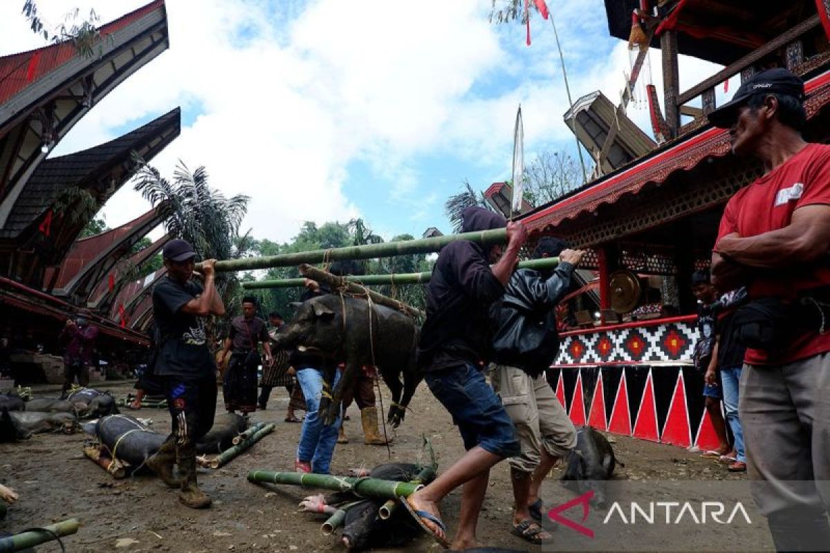 Upacara Rambu Solo Di Toraja Utara Antara News