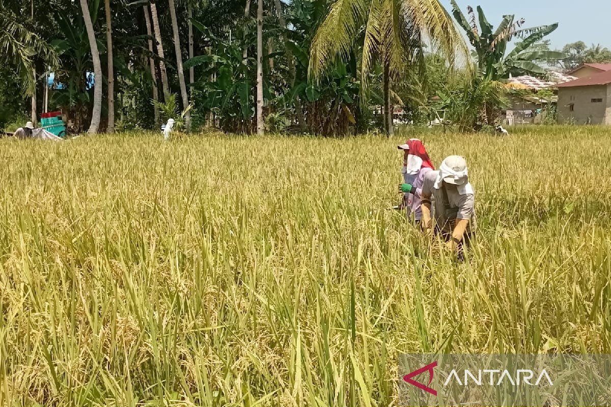 Bulog Sumut Serap Ton Gabah Petani Antara News Megapolitan