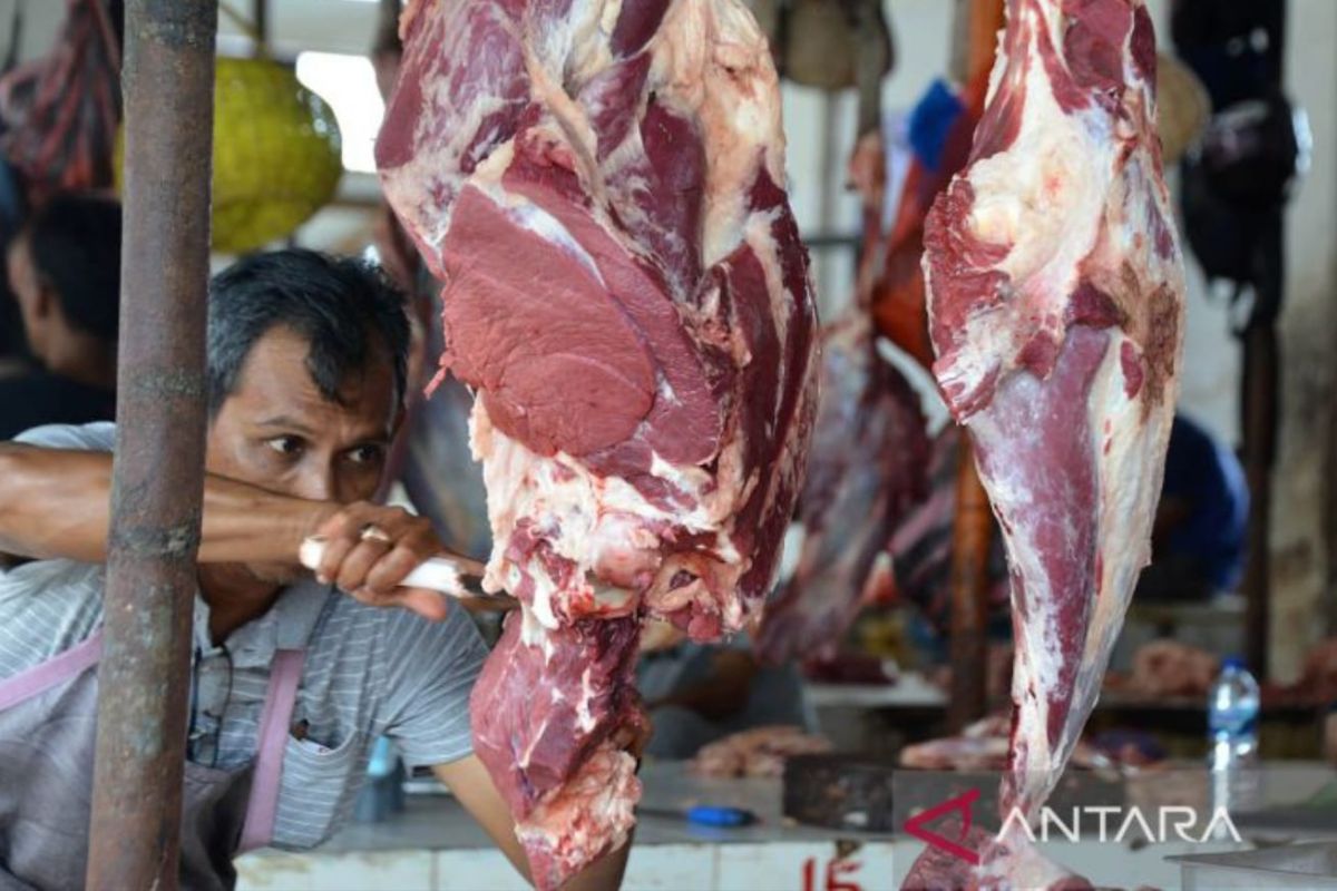 Persediaan Ternak Untuk Tradisi Meugang Sambut Ramadhan Aceh Capai