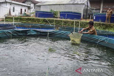 Budi Daya Ikan Nila Bioflok Antara News Jawa Barat