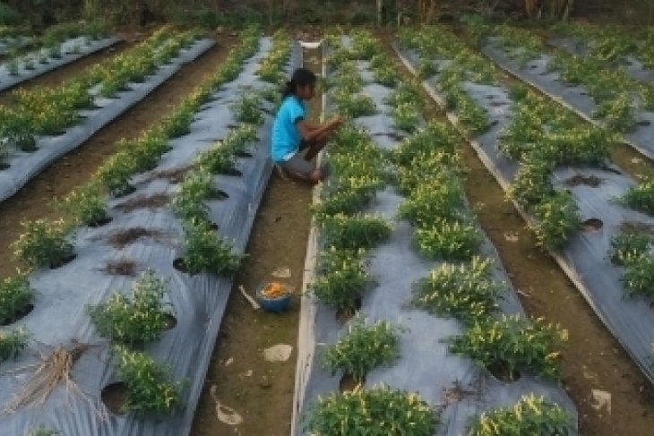 Banjir Ratusan Hektare Sawah Di Karawang Gagal Disemai Antara News