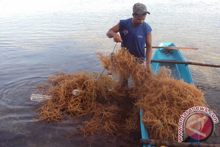 Pemerintah Kabupaten Bangka Dukung Pembudidayaan Rumput Laut Antara