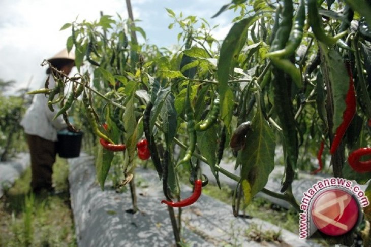 Petani Berhasil Tanam Cabai Di Lahan Tambang ANTARA News Bangka Belitung