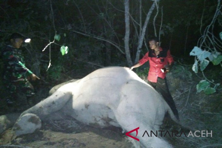 Gajah Mati Ditemukan Di Pedalaman Aceh Timur Antara News Aceh