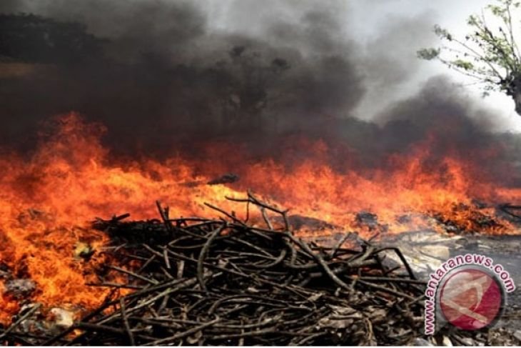 Kebakaran Lahan Gambut Landa Singkawang ANTARA News Kalimantan Barat