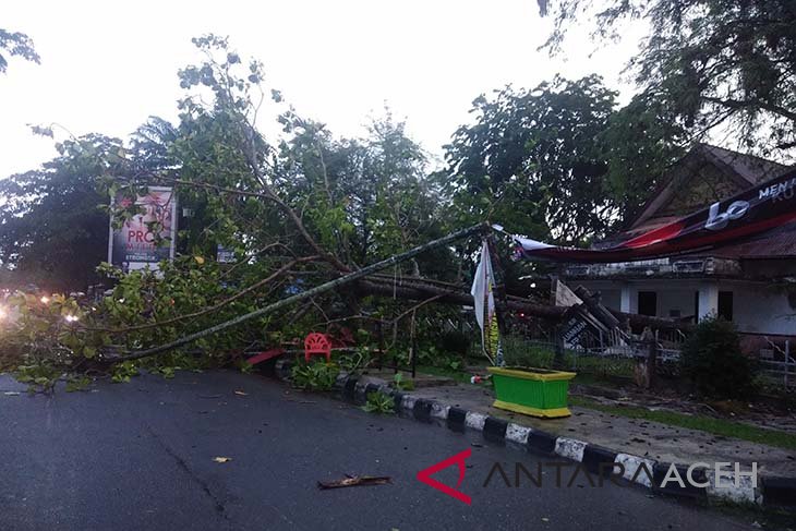 Sejumlah Pohon Tumbang Di Langsa Akibat Hujan Badai ANTARA News Aceh