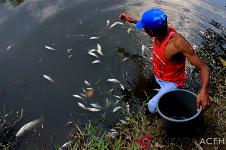 Diduga Tercemar Limbah Ratusan Ikan Mati Mendadak Di Nagan Raya