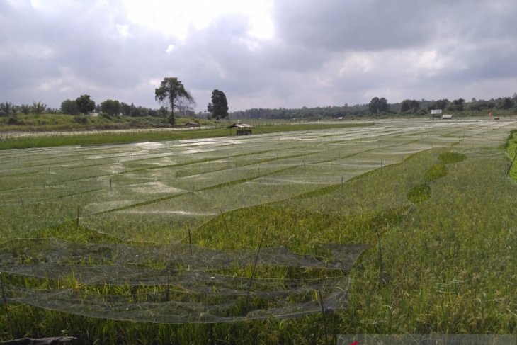 Jambi Targetkan Luas Tanam Padi Tahun Ribu Hektare Antara