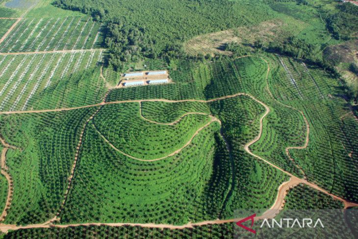 Indonesian Palm Oil Sustainable And Reliable Antara News Kalimantan