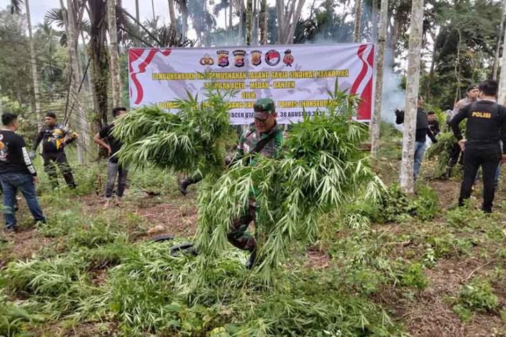 Tim Gabungan Musnahkan Tiga Hektare Ladang Ganja Di Aceh Utara ANTARA