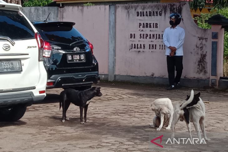 Kasus Gigitan Hewan Penular Rabies Di Mukomuko Menurun Antara News