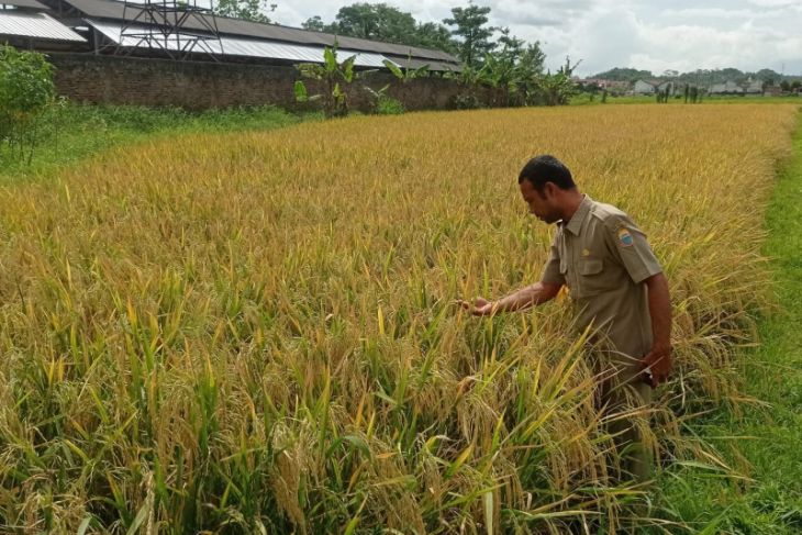 Lebak Butuh Lahan Hektare Penuhi Pembenihan Padi Varietas Unggul