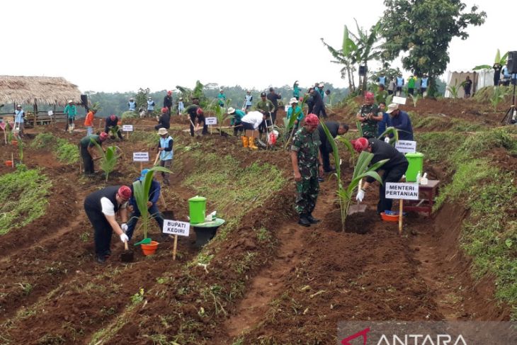 Mentan Dorong Budi Daya Kelapa Genjah Di Kediri ANTARA News Jawa Timur