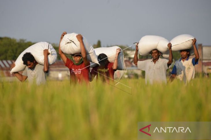 SPI Aceh Perlu Bangun Penggilingan Padi Guna Atasi Harga Gabah