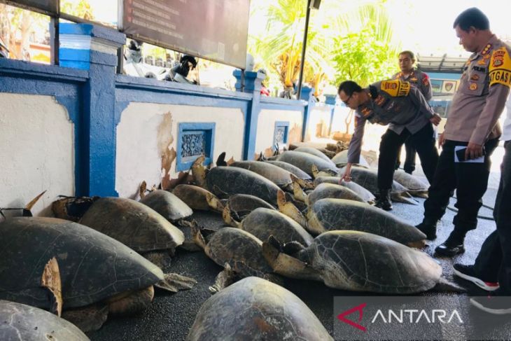 Polisi Sebut Bisnis Lawar Penyu Hijau Di Bali Telah Beroperasi Sejak