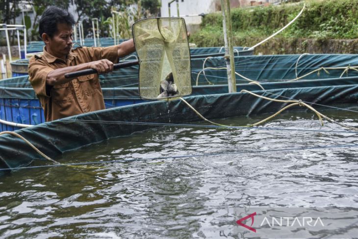 Budi Daya Ikan Nila Bioflok